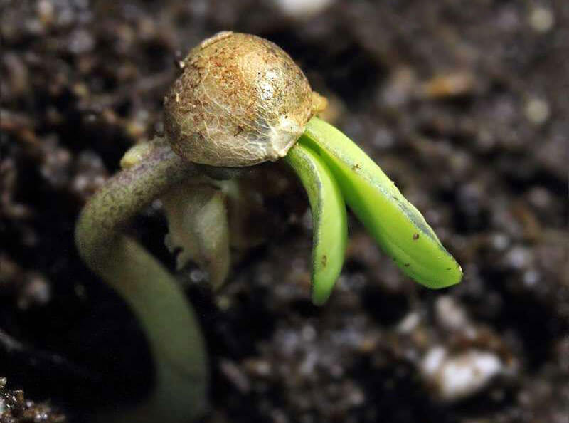 germinazione canapa