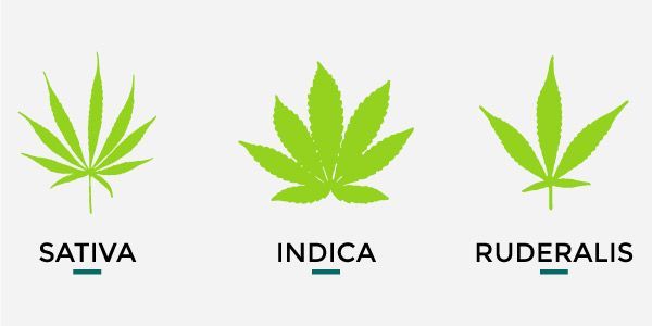 Logo Foglie Cannabis