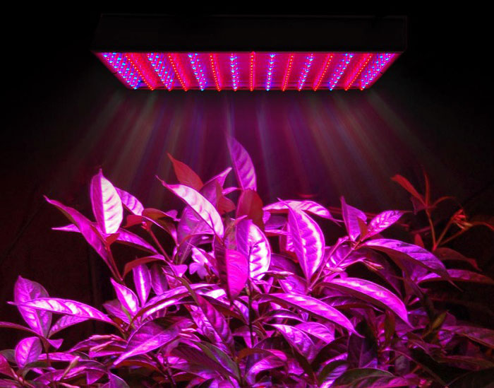 Lampade grow