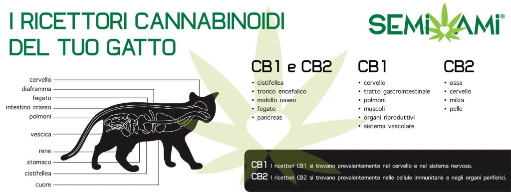 sistema endocannabinoide gatti 