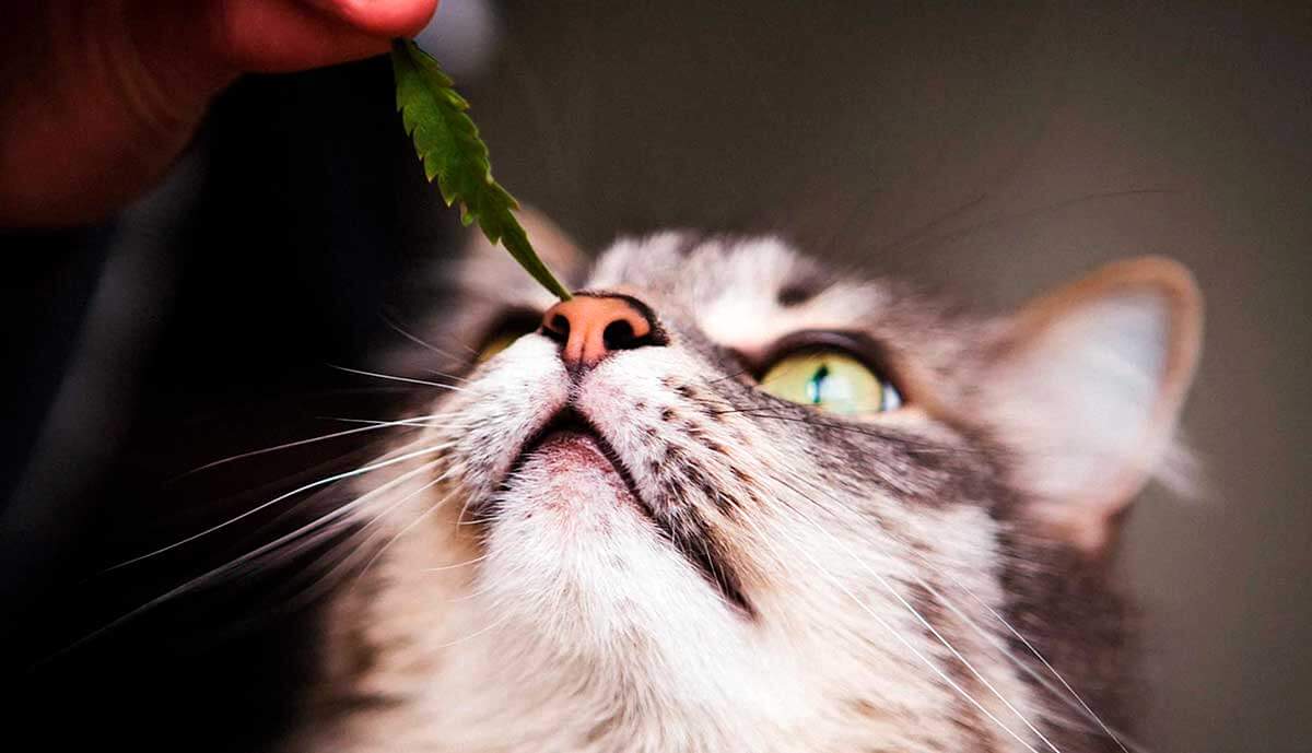 gatti CBD