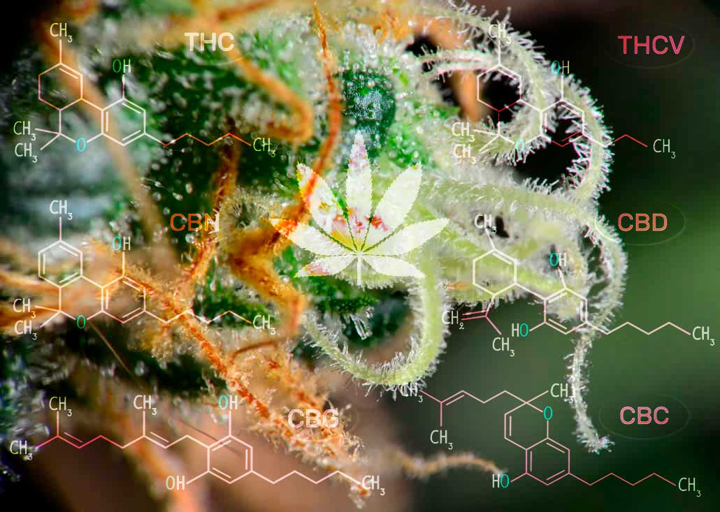 Full spectrum CBD o CBD isolato?