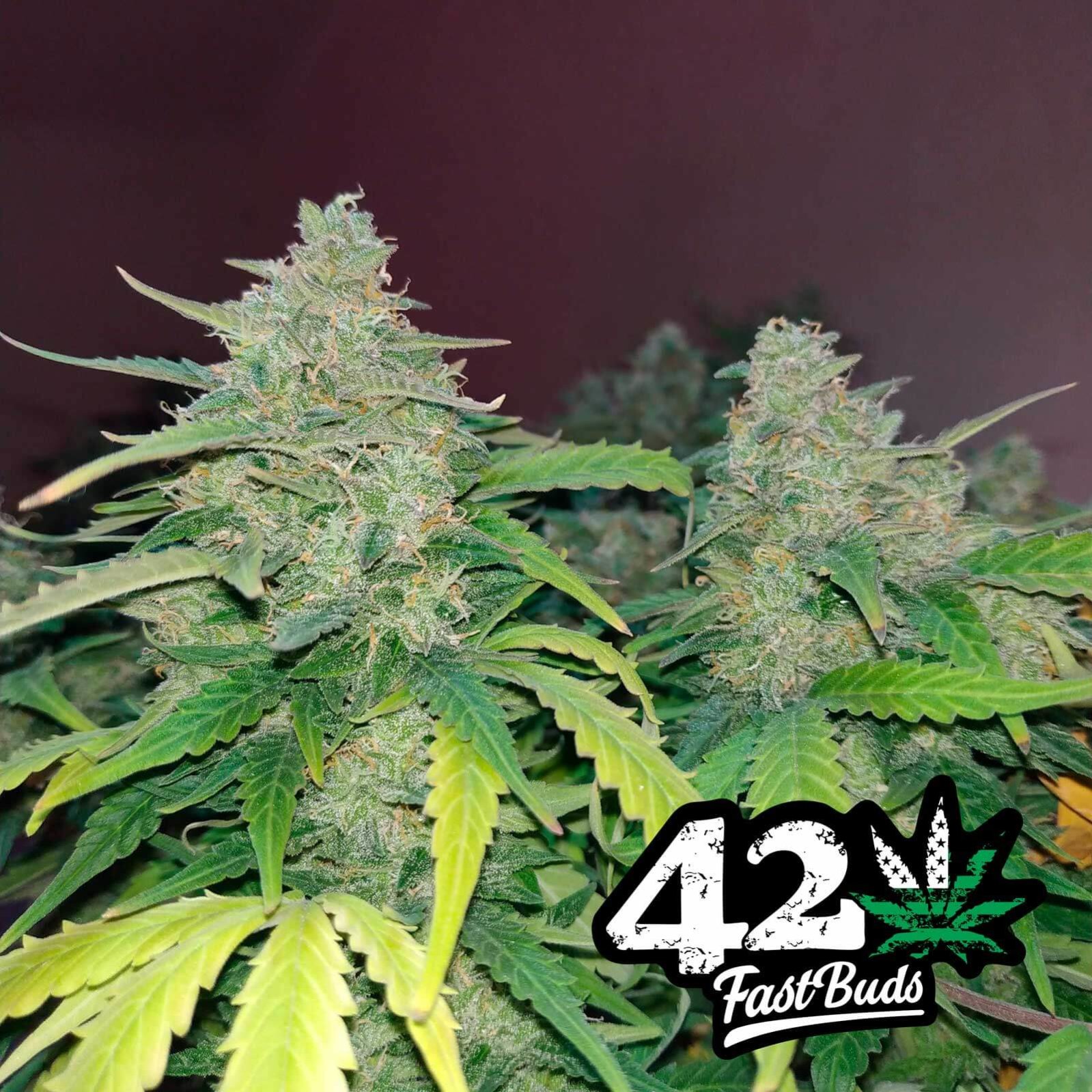 420FastBuds GorillaGlue