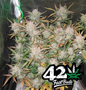 420FastBuds GorillaGlue