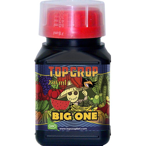 Big One - TOP CROP